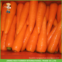 Fresh Carrots Hot For Sales
